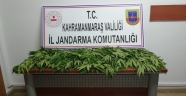 62 KÖK KENEVİR BİTKİSİ GEÇİRİLMİŞTİR