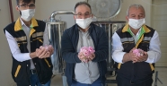 Afşin'de gül hasadı yapıldı