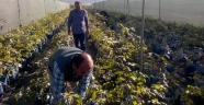 Andırının En Büyük Kapama Ceviz Bahçesi Kuruluyor
