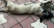 Aracıyla köpeği ezip kaçtı