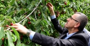 BAŞKAN GÜNGÖR KİRAZ HASADINA KATILDI
