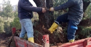 BÜYÜKŞEHİR’DEN AĞAÇ DİKİMİ
