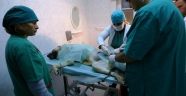 BÜYÜKŞEHİR SOKAK KÖPEKLERİNİ UNUTMADI