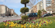 BÜYÜKŞEHİRDEN BAHARA SÜMBÜL VE LALELİ MERHABA…