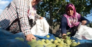 Ceviz kentinde hasat zamanı