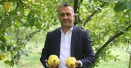 Dalında satılan Şahinkaya ayvası 10 ülkeye ihraç ediliyor