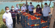 Dede yadigarı tohumlardan yetişen