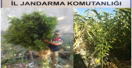 ELBİSTAN İLÇESİNDE KENEVİR BİTKİSİ ELE GEÇİRİLDİ