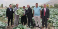 Elbistan lahanası için coğrafi işaret çalışması başlatıldı