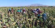 Elbistan Ovası'nda ayçiçeği hasadı başladı
