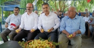 Elbistan'da kayısı var !