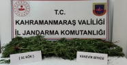 Evinde kenevir yetiştirdi jandarmaya yakalandı