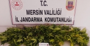 Evinin çatısında uyuşturucu yetiştiren zanlı jandarmaya yakalandı