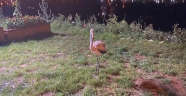 Göç yolunu şaşıran yavru flamingoya Elbistan Belediyesi’nin ekipleri sahip çıktı