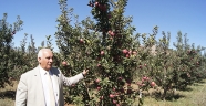Göksun'da Elma Hasatı Başladı