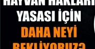 Hayvan Hakları Yasası İçin Daha Neyi Bekliyoruz?