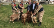 HAYVAN HIRSIZLIĞI