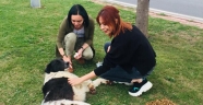 Hayvanların Sesi Derneği Kuruldu!
