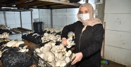 Hobi olarak mantar üretimine başlayan kadın girişimci talebe yetişemiyor