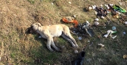 Isparta'da 4 köpeğin zehirlendiği iddia edildi