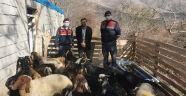 Jandarma kaybolan sürüyü drone ile buldu