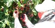 KAHRAMANMARAŞ’TA BÖĞÜRTLEN HASATI DEVAM EDİYOR
