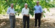 KAHRAMANMARAŞ’TA CEVİZ HASAT DÖNEMİ BAŞLADI