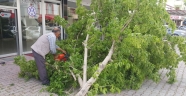 Kahramanmaraş’ta fırtına çatıları uçurup, ağaçları devirdi