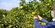Kahramanmaraş’ta mandalina hasadına başlandı