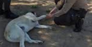 Kahramanmaraş'ta bekçilerden yaralı köpeğe şefkat eli