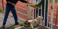 Kahramanmaraş'ta demir parmaklıklara sıkışan köpek kurtarıldı