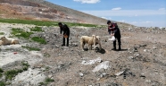 Kahramanmaraş'ta jandarma ekipleri sokağa çıkma kısıtlamasında sokak hayvanlarını besledi