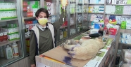 Kahramanmaraş'ta kuyruğu kesilmiş halde bulunan köpek yavrusu tedavi edilecek