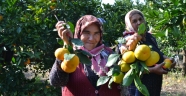 Kahramanmaraş'ta mandalina hasadı başladı