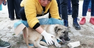 Kahramanmaraş'ta öğrencilerin bulduğu yaralı köpek tedavi altına alındı