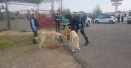 Kahramanmaraş'ta polislerden sokak hayvanlarına mama desteği