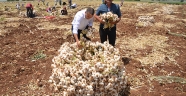 Kahramanmaraş'ta sarımsak hasadı başladı