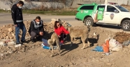 Kahramanmaraş'ta sokak hayvanları unutulmadı