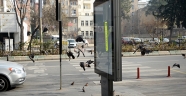 Kahramanmaraş'ta sokaklar kuşlara kaldı