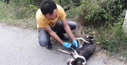 Kahramanmaraş'ta tüfekle ateş edilen köpek yaralandı