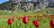 Kahramanmaraş'ta yaban lalelerinin görsel şöleni