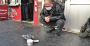 Kahramanmaraş'ta yaralı posta güvercini tedavi altına alındı
