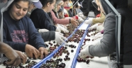 KAHRAMANMARAŞ'TAN AVRUPA'YA KİRAZ İHRACATI