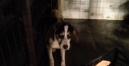Karda Mahsur Kalan Köpek Kurtarıldı