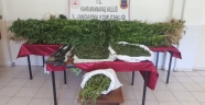 KENEVİR VE 3 ADET RUHSATSIZ AV TÜFEĞİ ELE GEÇİRİLMİŞTİR.