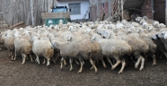 KEPENEĞİN ALTINDA ER YATAR