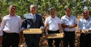 KERVANCIOĞLU KAHRAMANMARAŞ’TA FISTIK HASADINA KATILDI