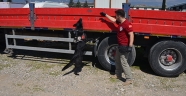 Narkotik dedektör köpeği