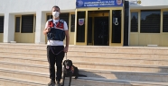 Narkotik köpeği