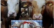 ONİKİŞUBAT İLÇESİ KURBANLIK SATIŞ VE KESİM YERLERİ